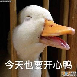 娱乐吃瓜鸭鸭鸭